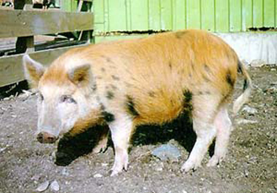 Arapawa Island - pig breeds | goris jishebi | ღორის ჯიშები